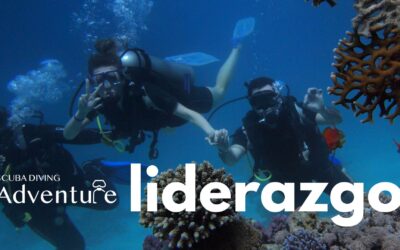 4 Claves de liderazgo en el buceo 