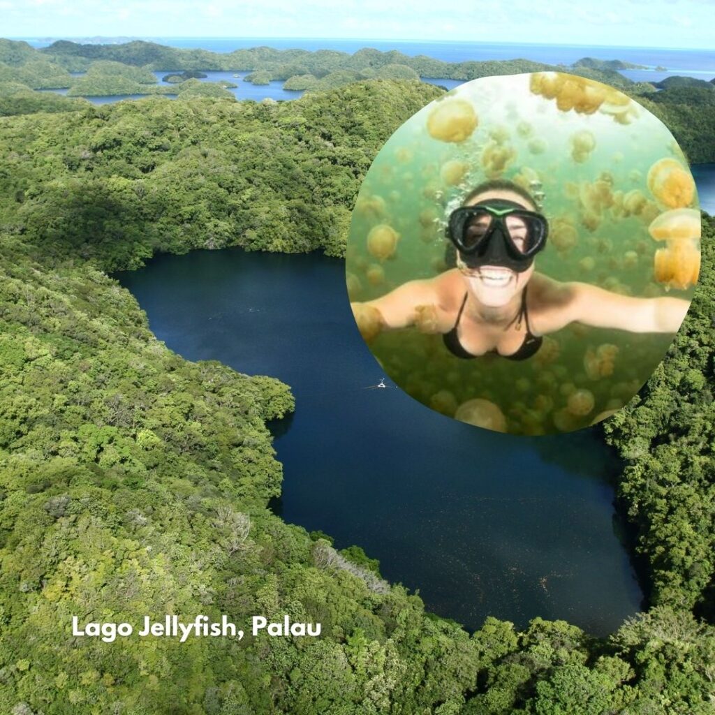 Lago Jellyfish