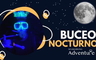 Las Maravillas Ocultas del Buceo Nocturno 