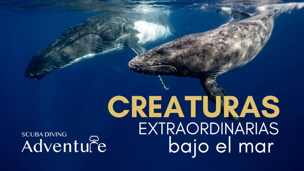 CREATURAS EXTRAORDINARIAS