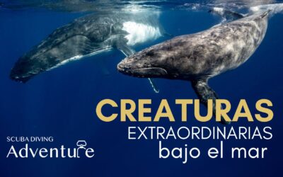 10 Creaturas extraordinarias que se alojan bajo el mar