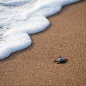 tortuguita