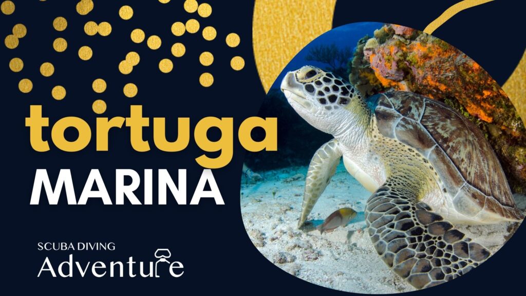 tortuga marina