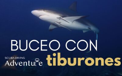 Los mejores destinos para bucear con tiburones 