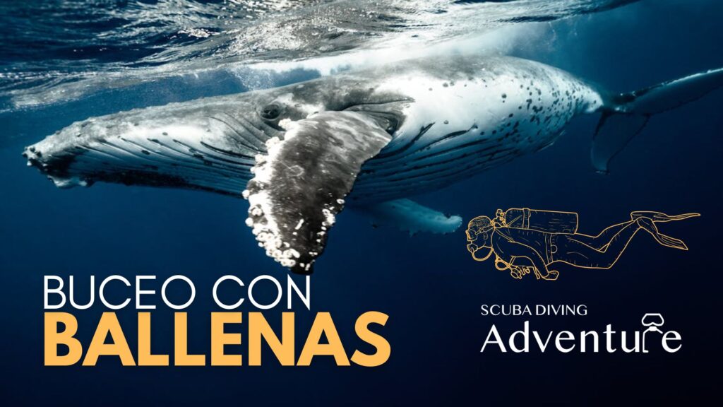 ballenas