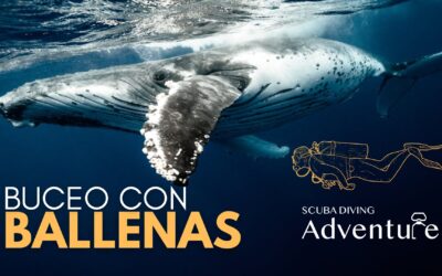 Buceo con Ballenas: Una Experiencia Inolvidable